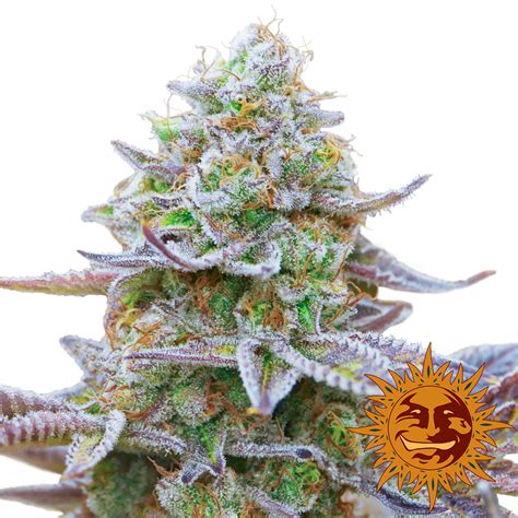 Gorilla Zkittlez Cannabis Seeds