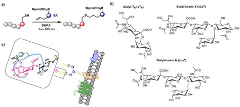 A General Reaction Scheme Of Thiol Ene Click Chemistry On Peptides B