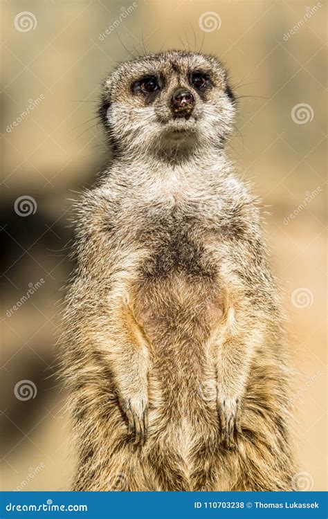 Alert Meerkat Suricata Suricatta Standing On Guard Stock Photo