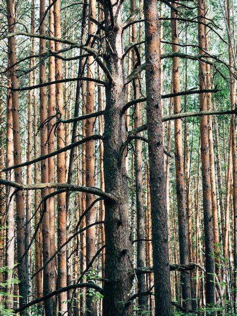 Fondo De Paisaje De Bosque De Pino Troncos De Pinos En El D A De Verano