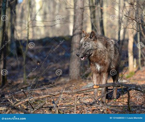 Lobo De La Tundra En Canis Lupus Albus Salvaje Imagen De Archivo