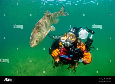 Diver Photographs A Chub Squalius Cephalus Hi Res Stock Photography And