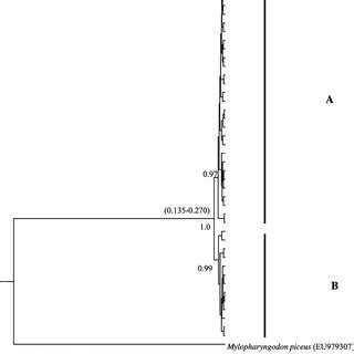 Phylogenetic Tree Based On Bayesian Inference Showing The Relationships