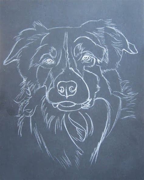 55 Bleistift Border Collie Zeichnen Einfach L2sanpiero