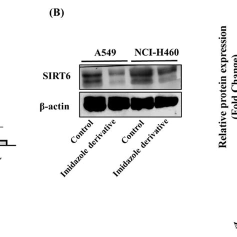 SIRT6 Expression In A549 And NIC H460 NSCLC Cell Lines A Represents