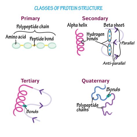 Four Types Of Protein Structures | Images and Photos finder