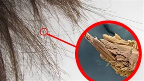 ¿Por qué se abren las puntas del pelo?