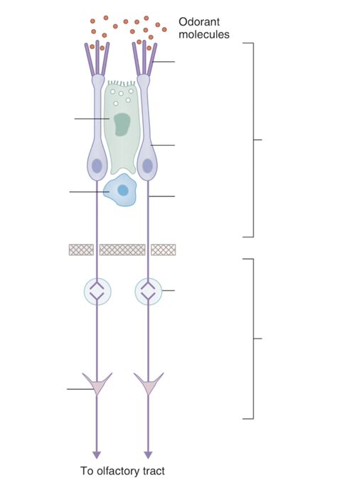 57.1 Olfactory pathway Diagram | Quizlet