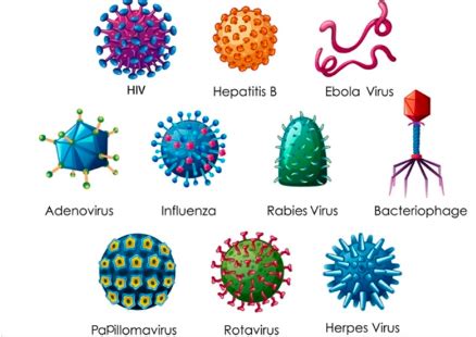 Lecture Introduction To Viruses Flashcards Quizlet