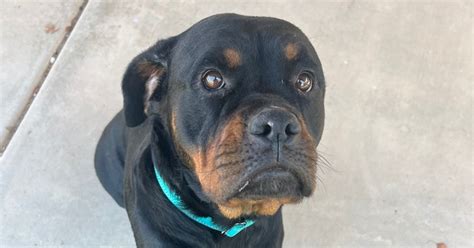 Dog For Adoption Daizee A Rottweiler In Gilbert Az Petfinder