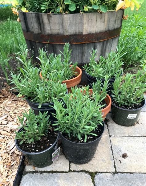 How To Grow Lavender From Seed Or Cuttings The Total Guide