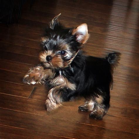 Yorkie Care - Yorkies for sale in New York Ny