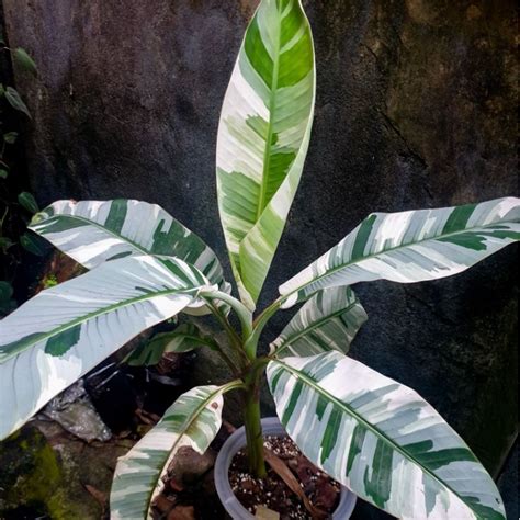 Jual Pisang Musa Florida Varigata Banana Musae Florida Variegata