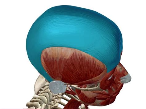 Muscles Of The Head Neck And Trunk Flashcards Quizlet