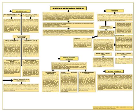 Sistema Nervioso Y Endocrino Mapa Conceptual Phore Hot Sex Picture