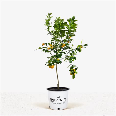 Calamondin Orange Tree For Sale Online | The Tree Center