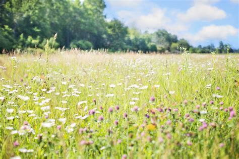 Free Images Nature Outdoor Plant Lawn Meadow Prairie Sunlight