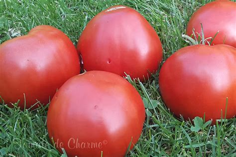 Shapka Monomakha Chapeau Du Monomakh Tomate De Charme