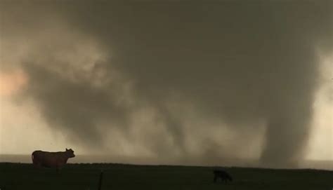 Storm Chasers Capture Cows Close Encounter With Tornado Fox 2