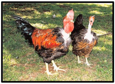 NAKED NECK CHICKEN CHARACTERISTICS ORIGIN BREED INFORMATION AND LIFESPAN Agric Blog