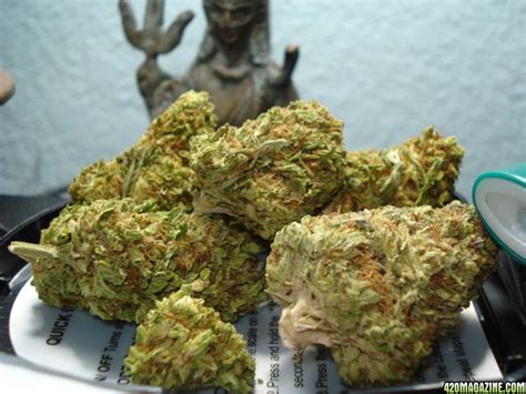 ATF ALASKAN THUNDER FUCK 420 Magazine