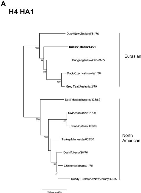 Phylogenetic Relationships Of Hemagglutinin Genes From A H B H