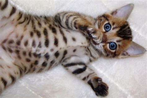 Bella's Bengals is a breeder in New England that offers bengal kittens ...