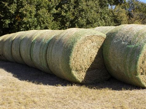 Alfalfa Round Bales Nex Tech Classifieds