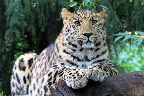 Amurleopard Im Zoo Leipzig Hautnah Erleben