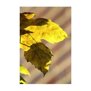 Vine Leaf Art Photograph by Loretta S - Fine Art America