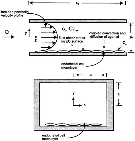 Effects Of Flow Upon An Endothelial Cell Monolayer In A Square