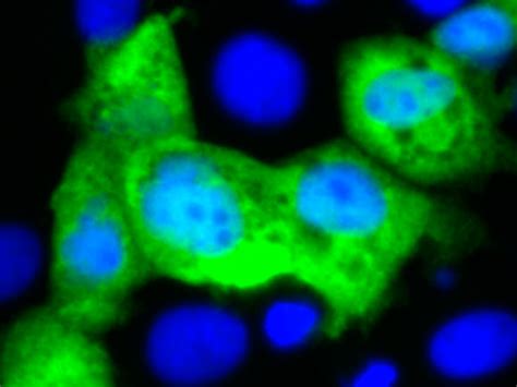 Savalnet Ciencia Y Medicina Art Culos Destacados