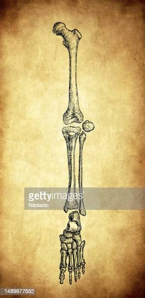 490 Hip Ligaments Stock Photos High Res Pictures And Images Getty