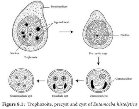 Entamoeba Histolytica Introduction History Habitat Morphology