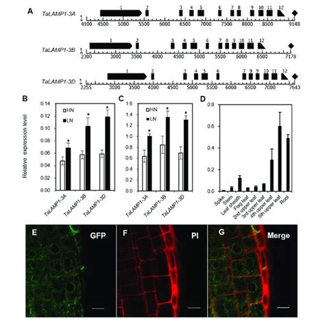 Genomic Structure And Expression Pattern Of TaLAMP1 And Subcellular