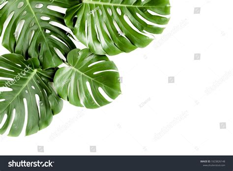 Tropical Palm Leaves Monstera On White Stock Photo 1923826148