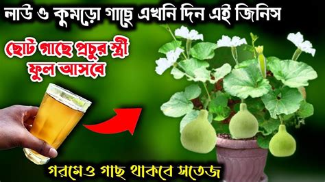 মার্চ মাসে লাউ ও কুমড়ো গাছে ১বার দিন এই জিনিস গাছ স্ত্রী ফুলে ভরে যাবে