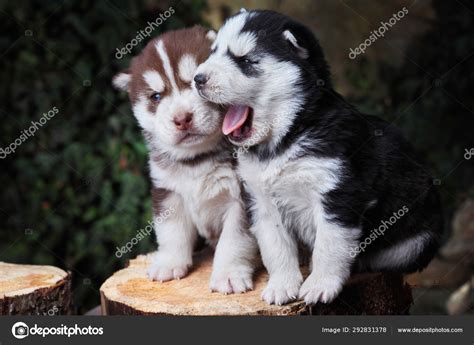 Newborn Siberian Husky Puppies