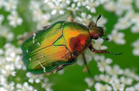 Cetonia aurata | НАСЕКОМЫЕ УРАЛА