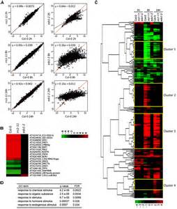 Frontiers Arabidopsis Tnl Wrky Domain Receptor Rrs1 Contributes To Temperature Conditioned