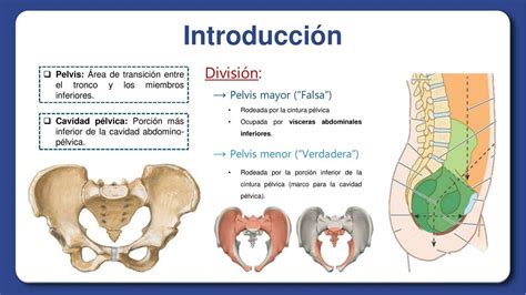 Pelvis ósea Alejandro uDocz