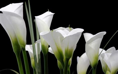 Download White Flower Flower Close Up Leaf Lily Nature Calla Lily Hd