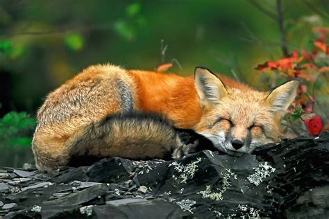 "Red Fox Sleeping" by Nathan Lovas Photography | Redbubble