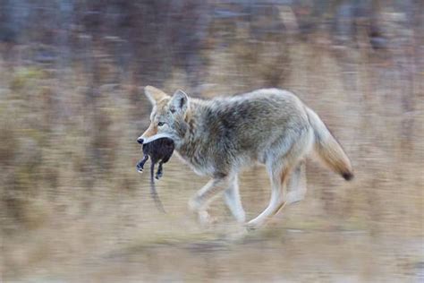 Dead Coyotes Stock Photos, Pictures & Royalty-Free Images - iStock