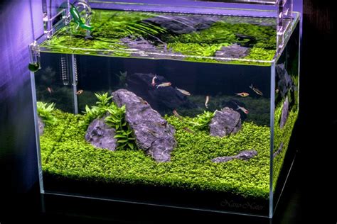 Hemianthus Callitrichoides Hc Cuba Aquarium Plant An Aquascapers