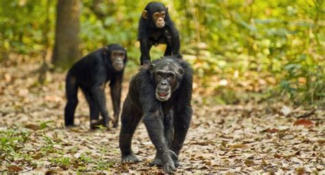 Primate Tracking In Nyungwe Forest National Park Chimpanzee Trekking