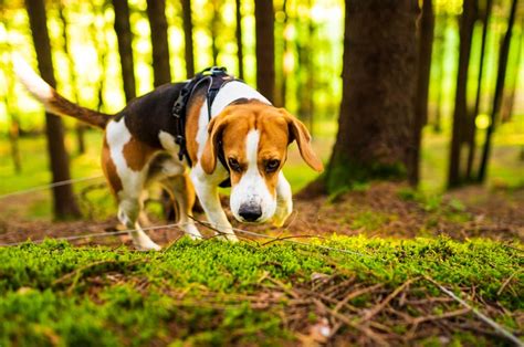 Perros Qu Hacer Si A Mi Mascota Le Pica Una Avispa V Bora Garrapata