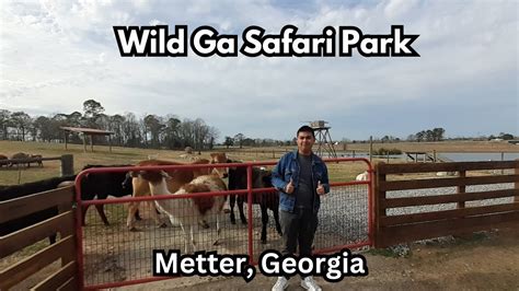 Visitando Wild Ga Safari Park Metter Georgia Youtube