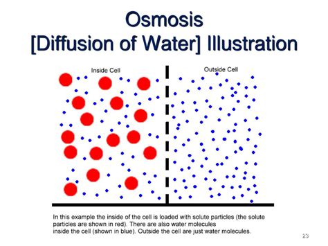 The Processes Of The Cell Ppt Download