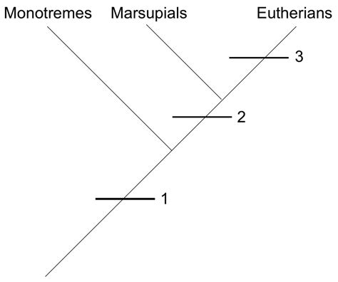 Evolution of Mammals Diagram | Quizlet